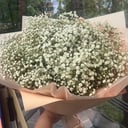 Bouquet of 11 gypsophila