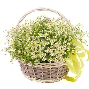Flower basket 'Chamomile song'