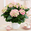 Hydrangea