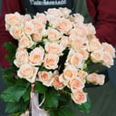 21 bush roses Sweet Sara