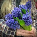 Ramo '7 Hyacinths'